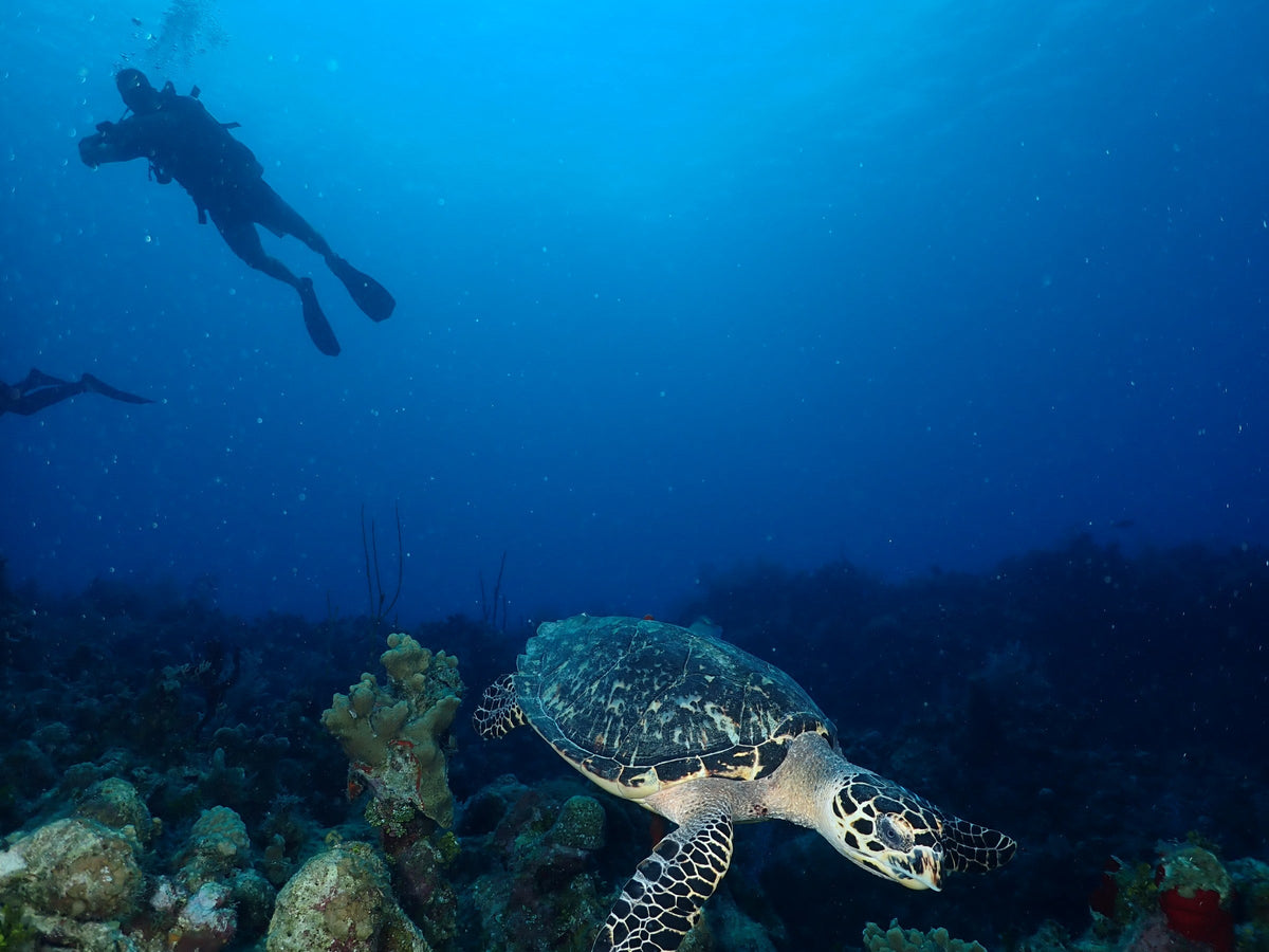 Hawksbill Over the Reef