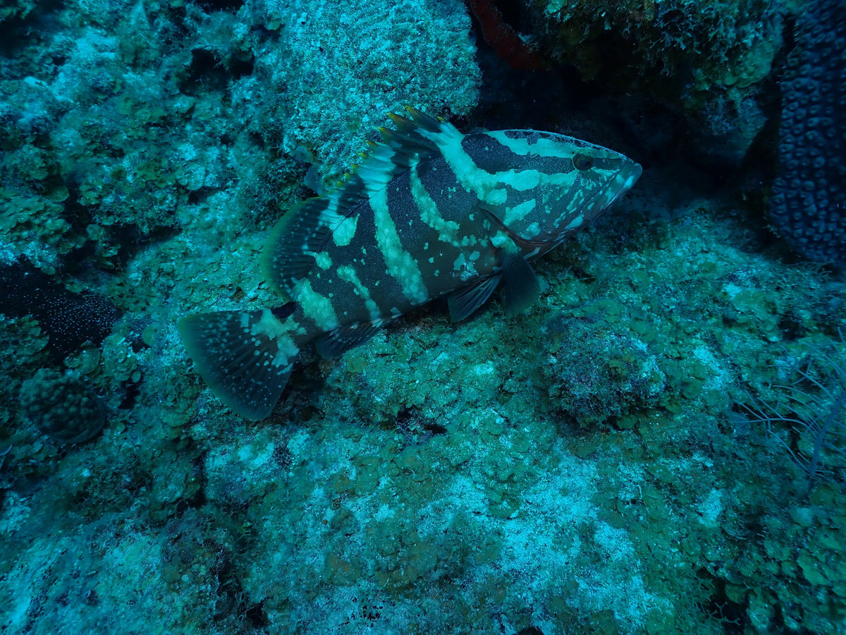 Nassau Grouper