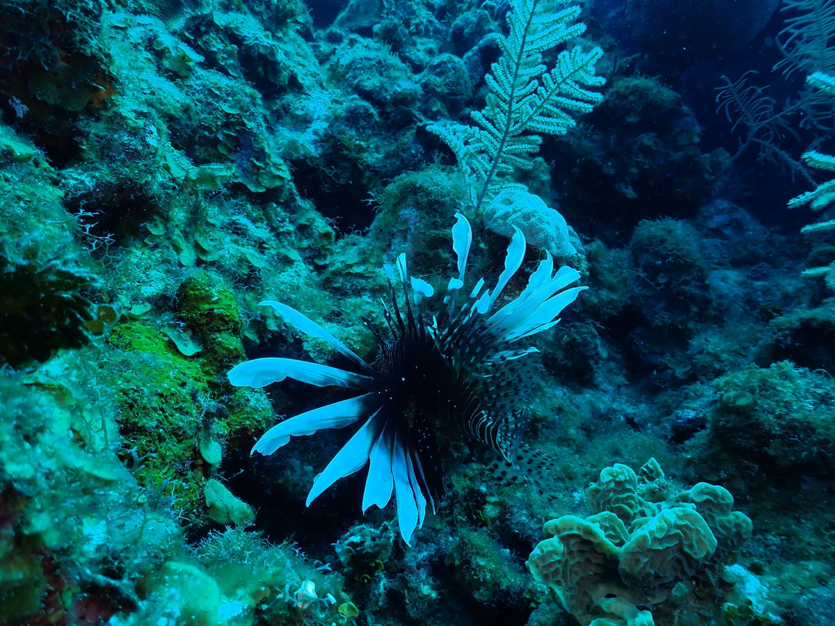 Lionfish, Fins Open