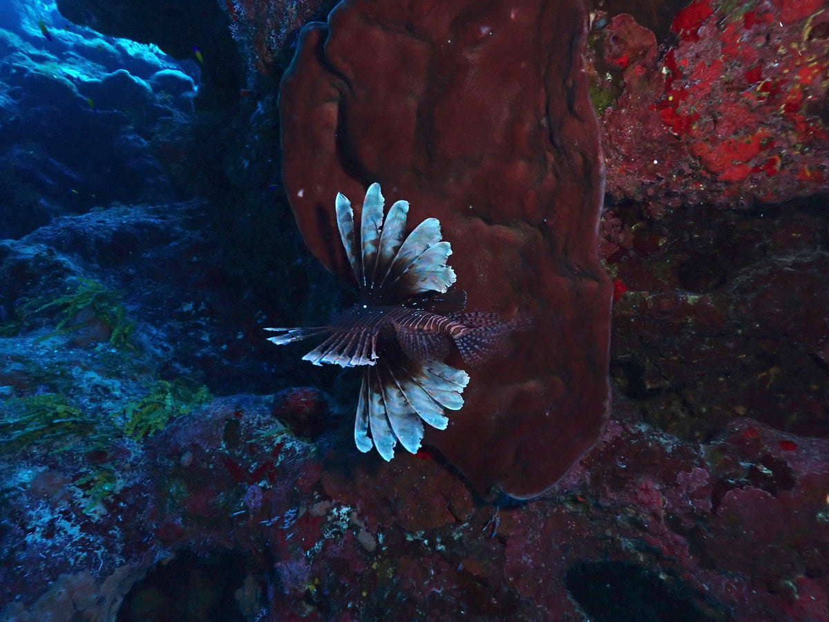 Lionfish on Red