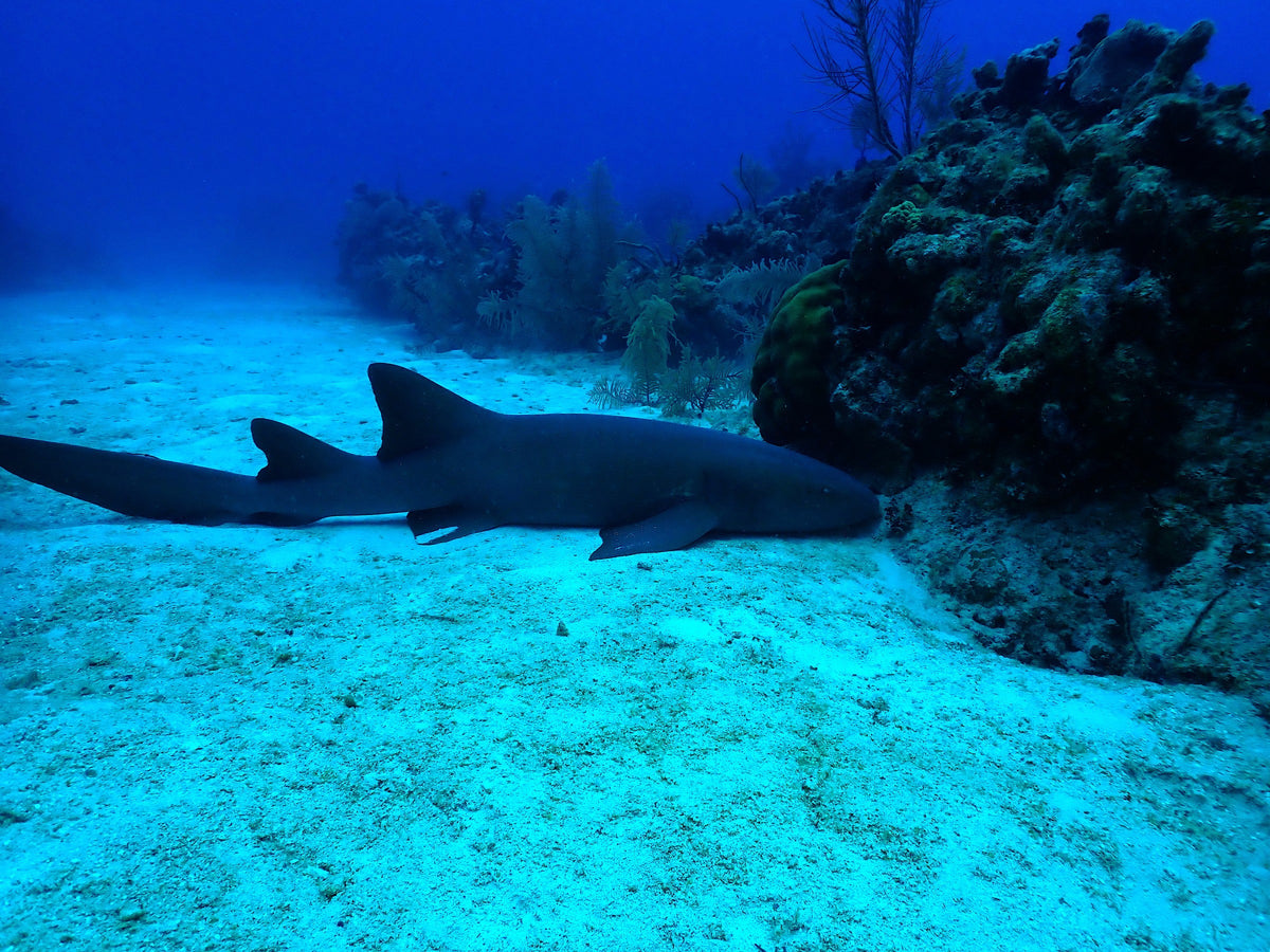 Nurse Shark