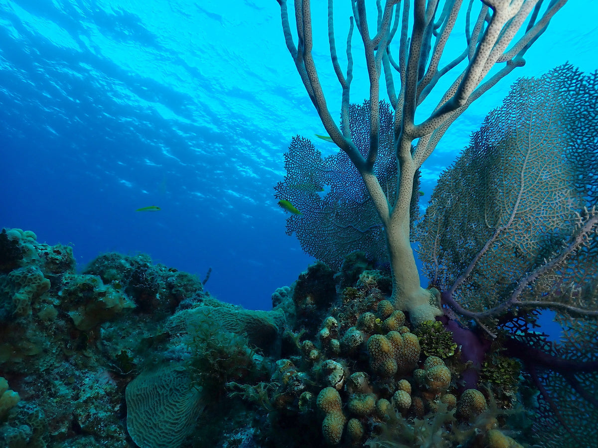 Sea Fan Into the Light
