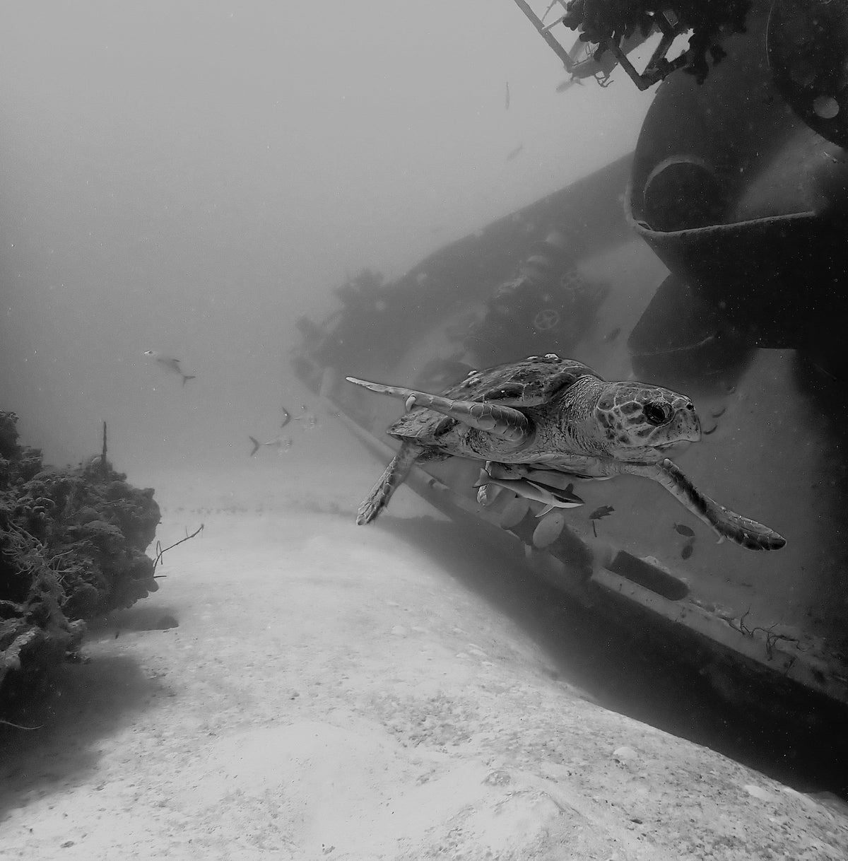 Wreck and Diver