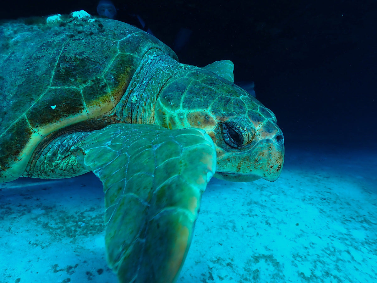 Turtle, Close
