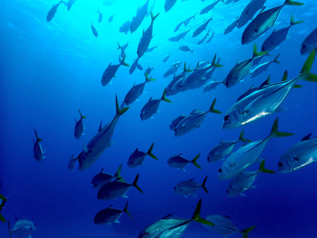 Schooling Fish, Late Sun
