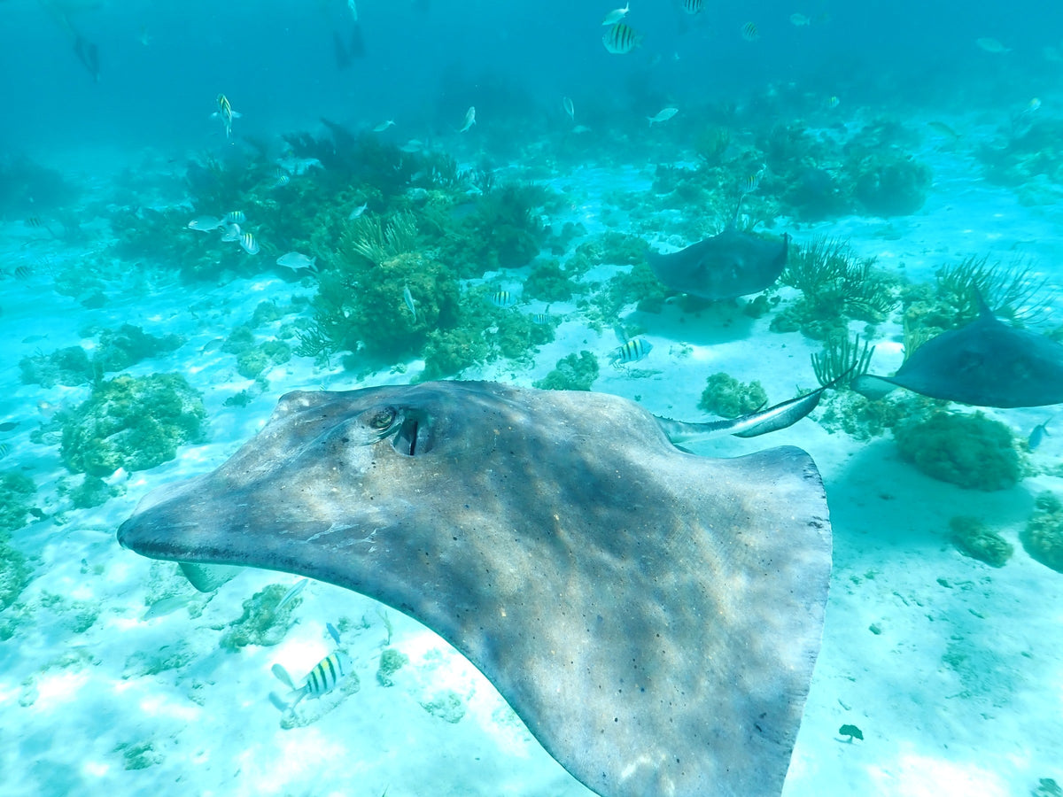 Southern Stingray