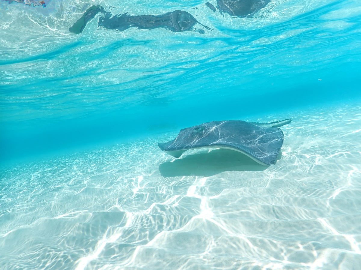 Stingray in the Shallows