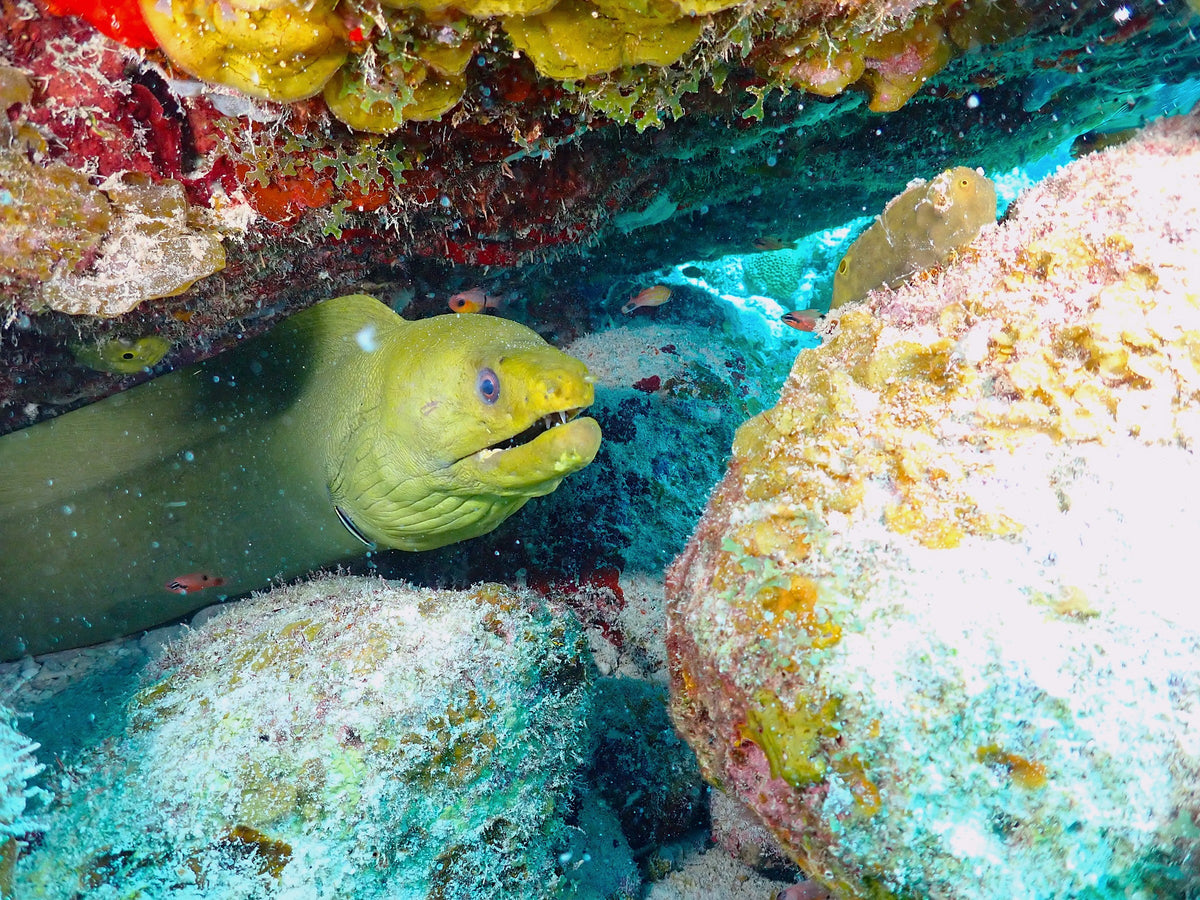 Green Moray
