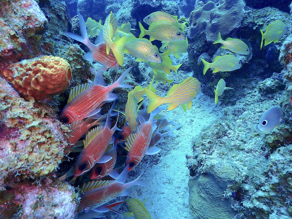 Grunts and Squirrelfish