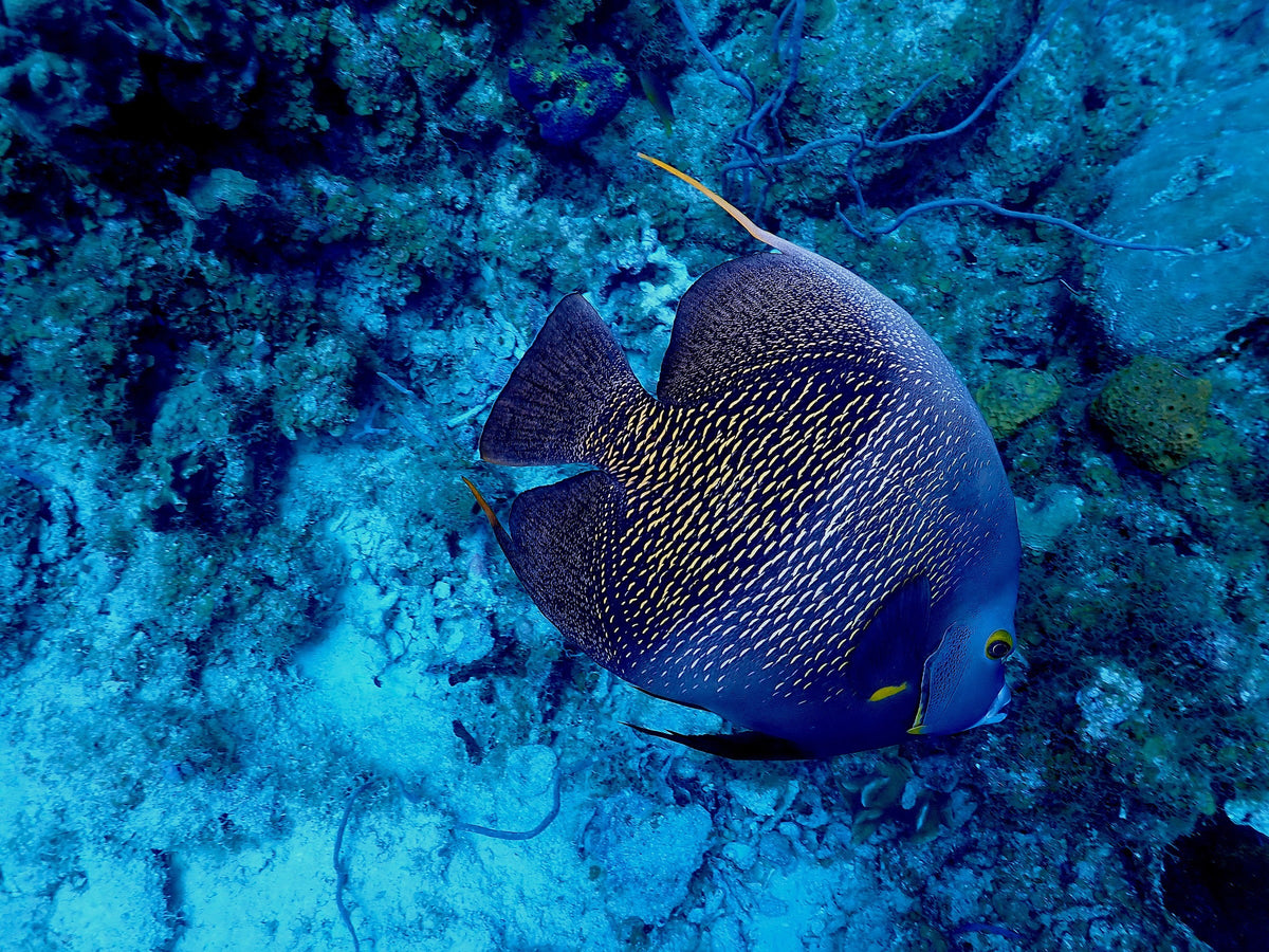 French Angelfish