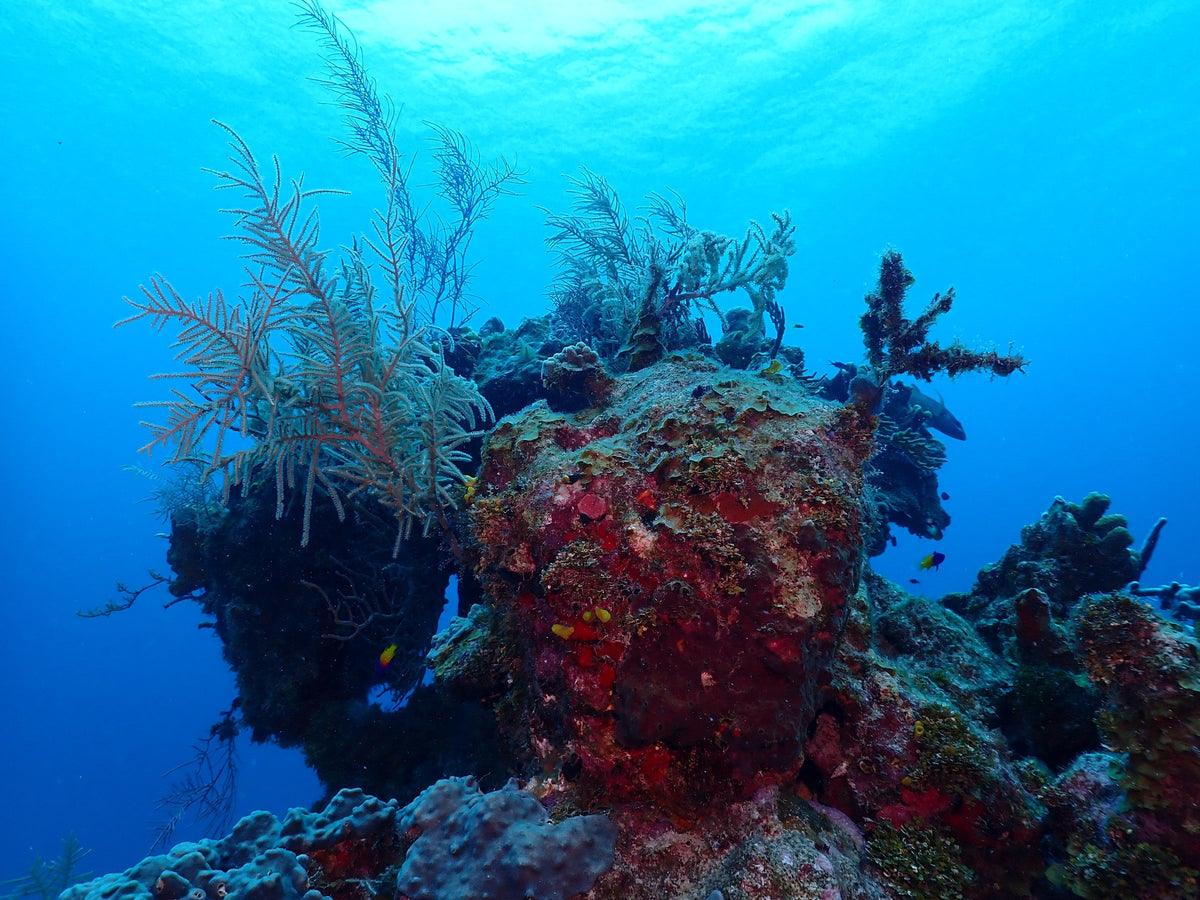 Black Coral