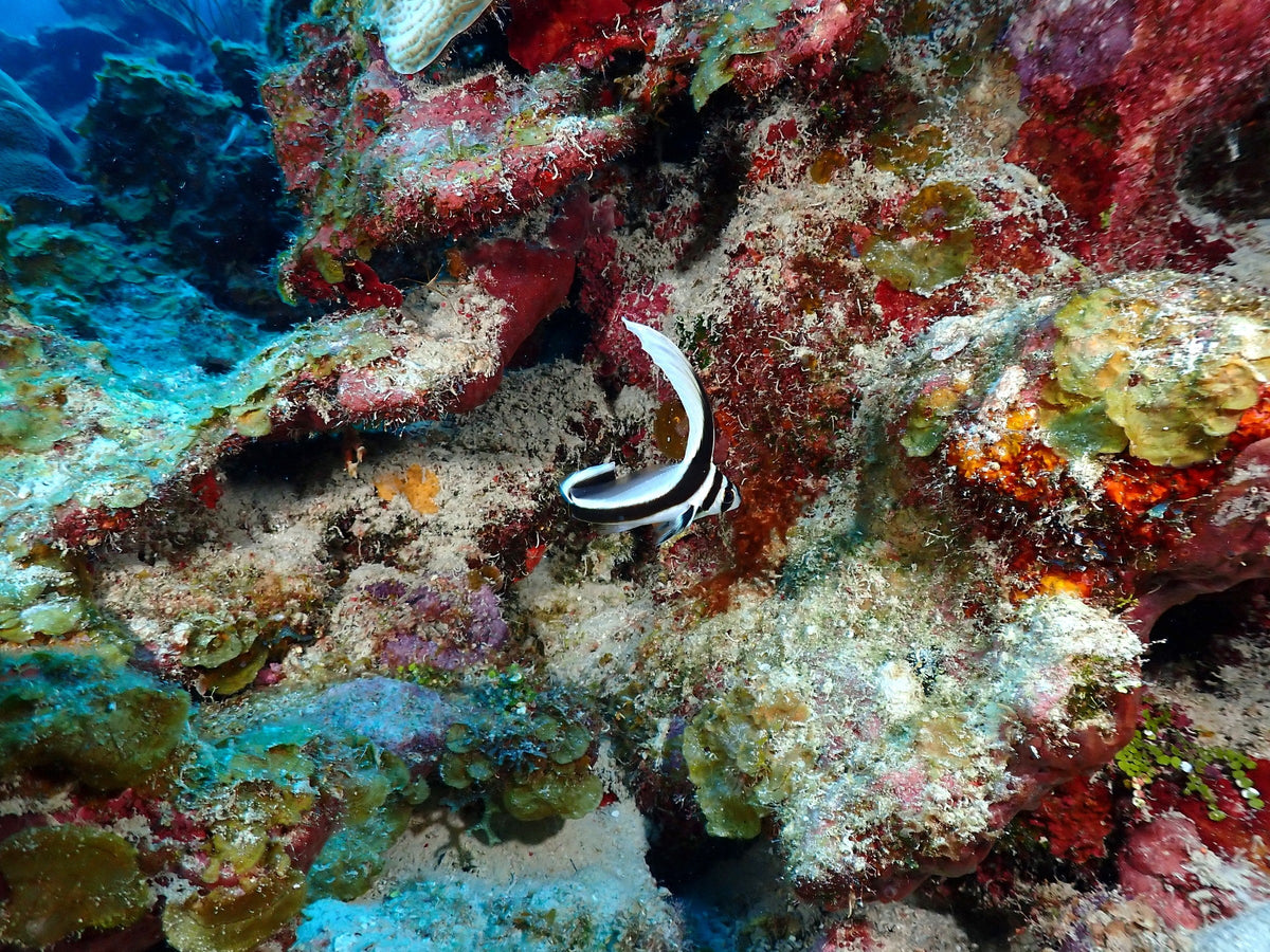Spotted Drum