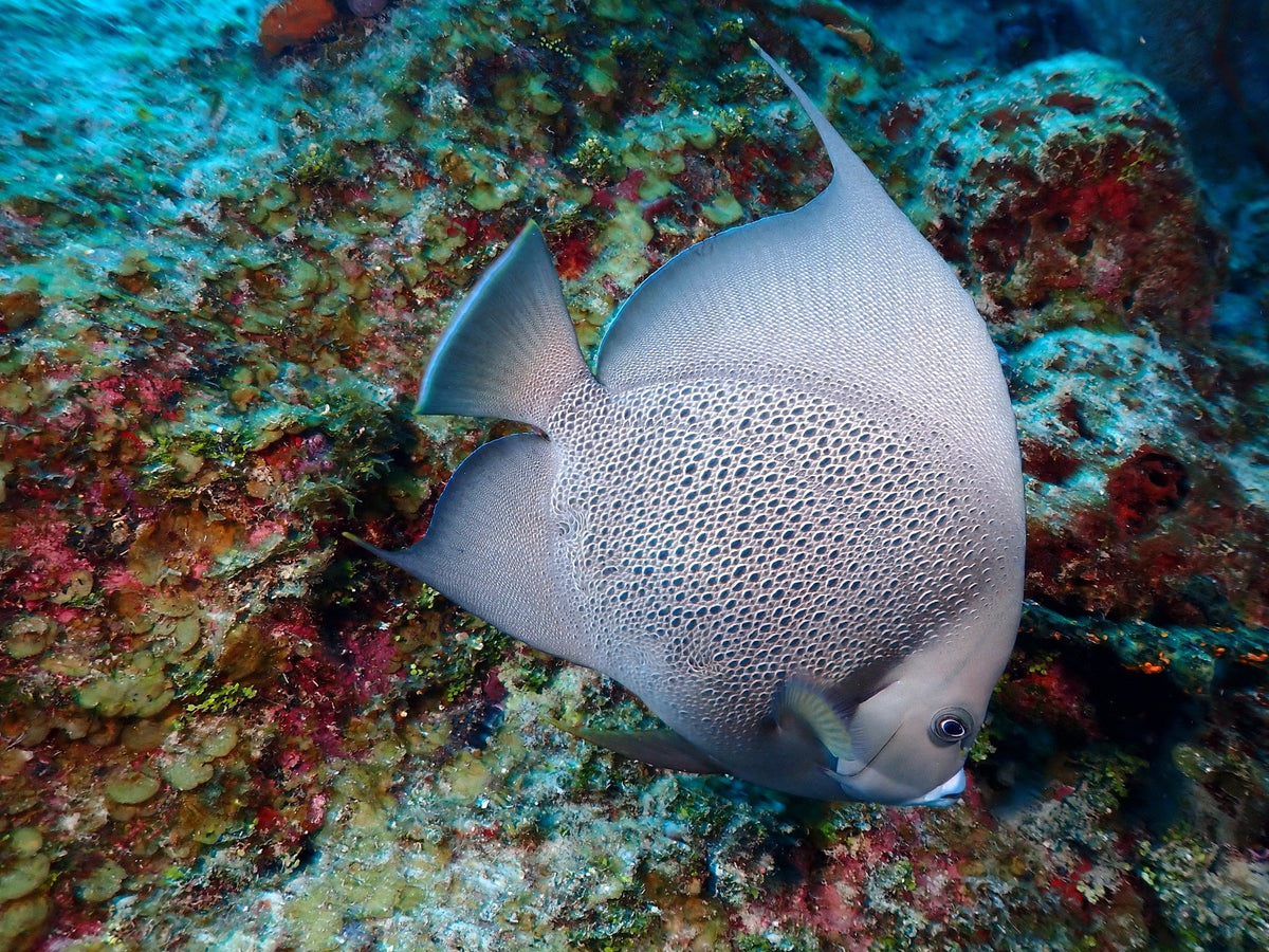 Gray Angelfish