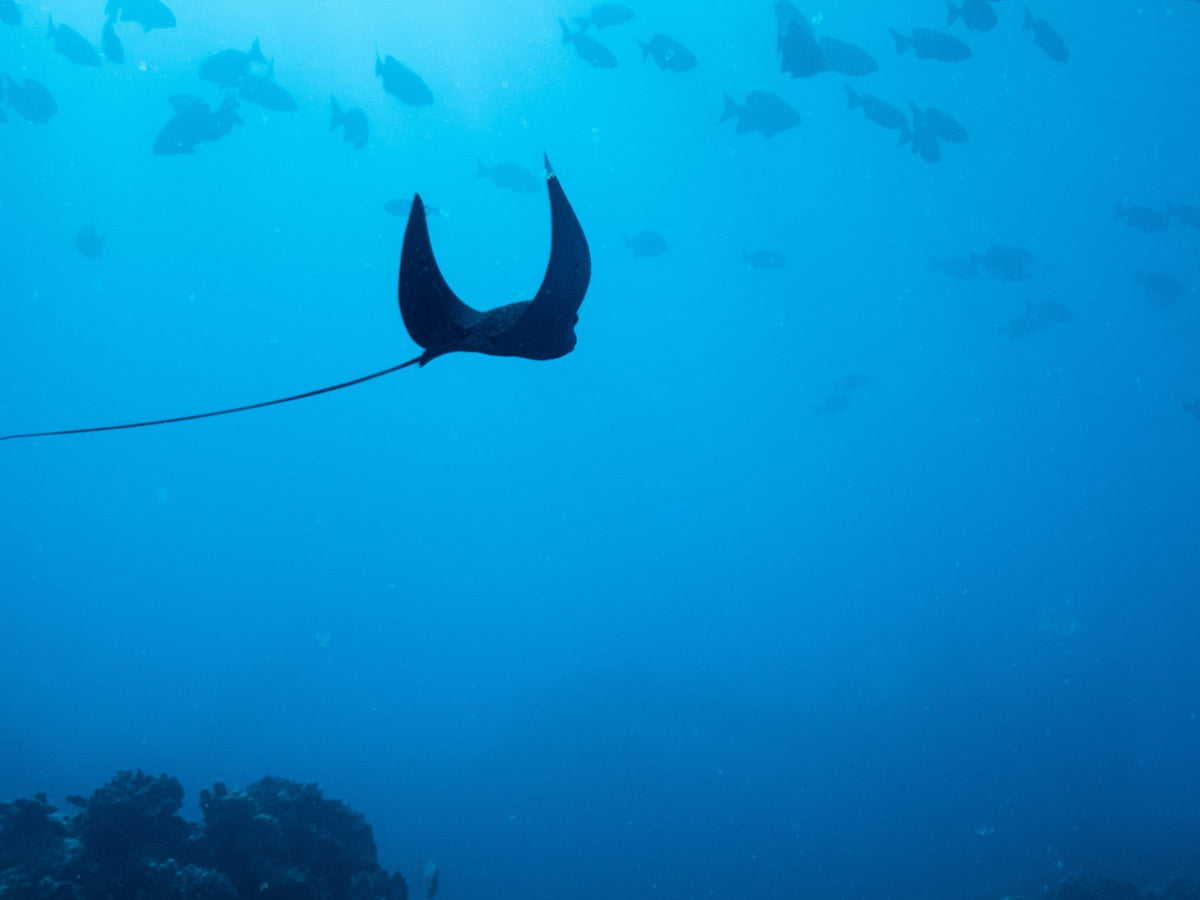 Eagle Ray