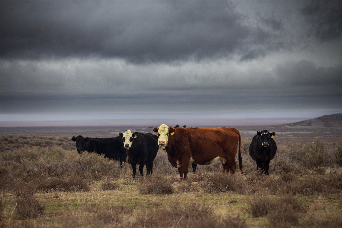 Cattle Before the Storm