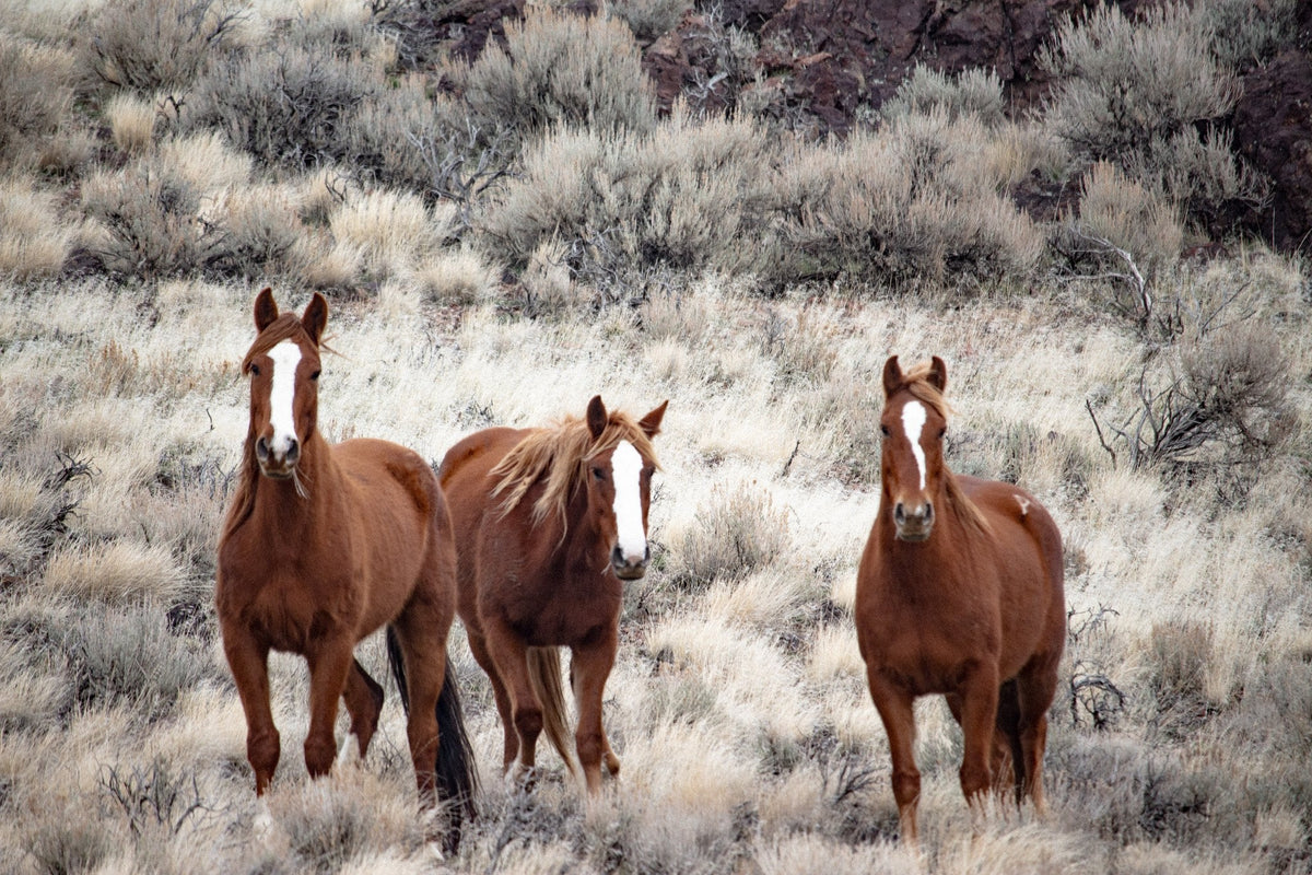 Wild Horses