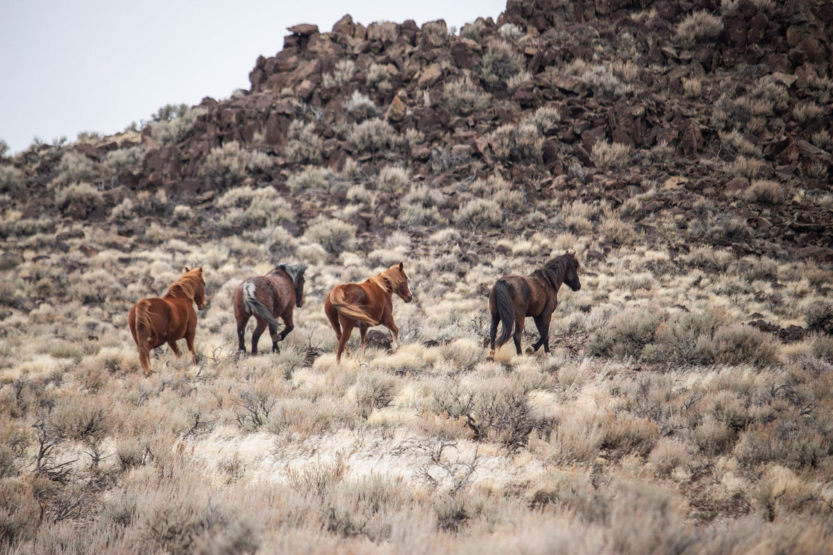 Four Horses, Rimrock
