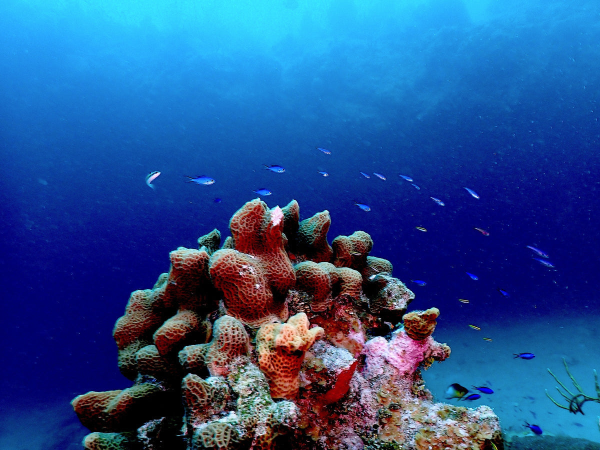 Sponge Mound, Blue Water