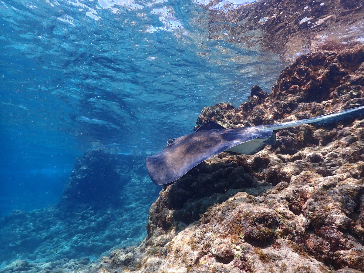 Ray Under the Surface