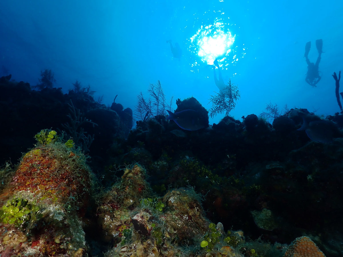 Divers at the Surface
