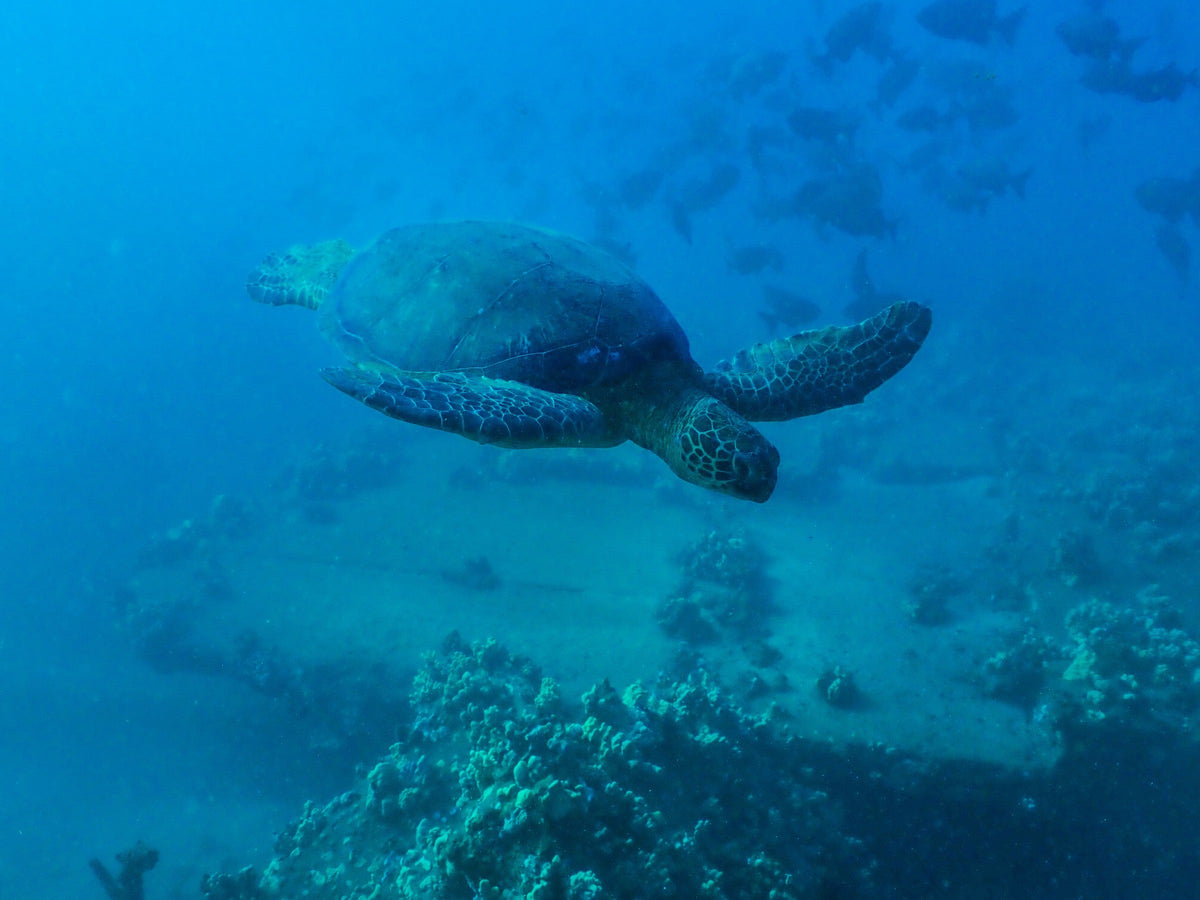 Green Turtle, Open Sand