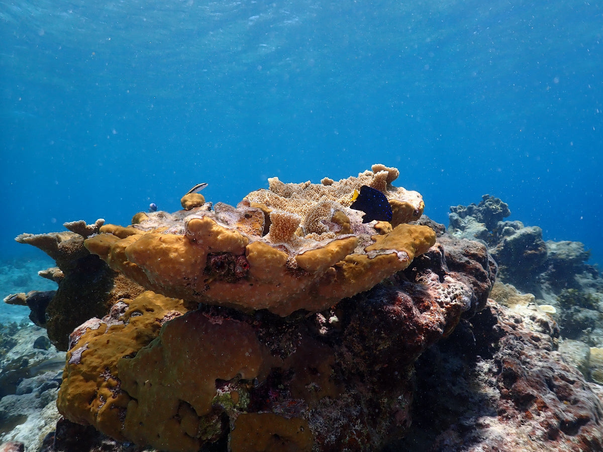 Coral Head, Damselfish