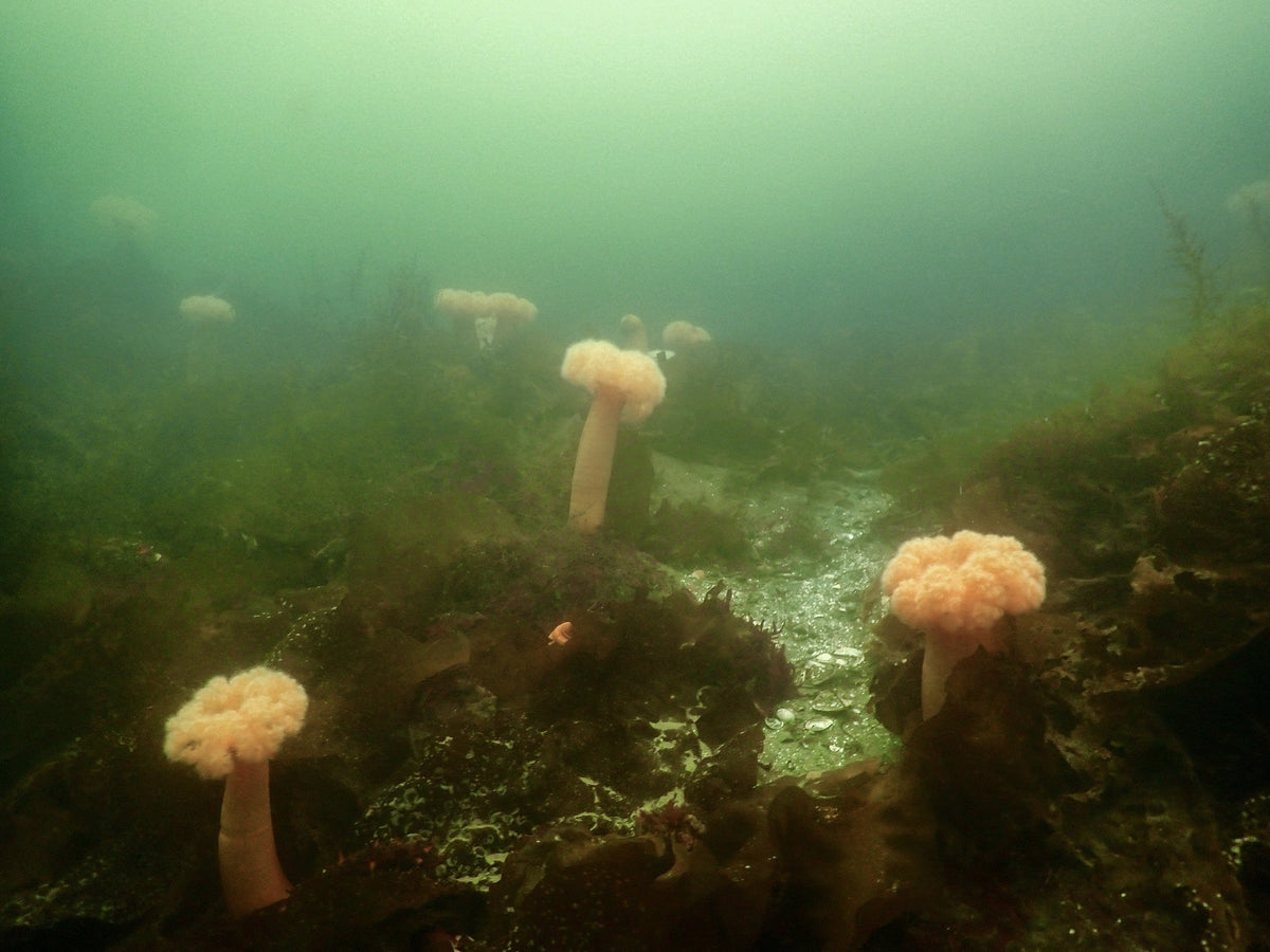 Plumose Anemones