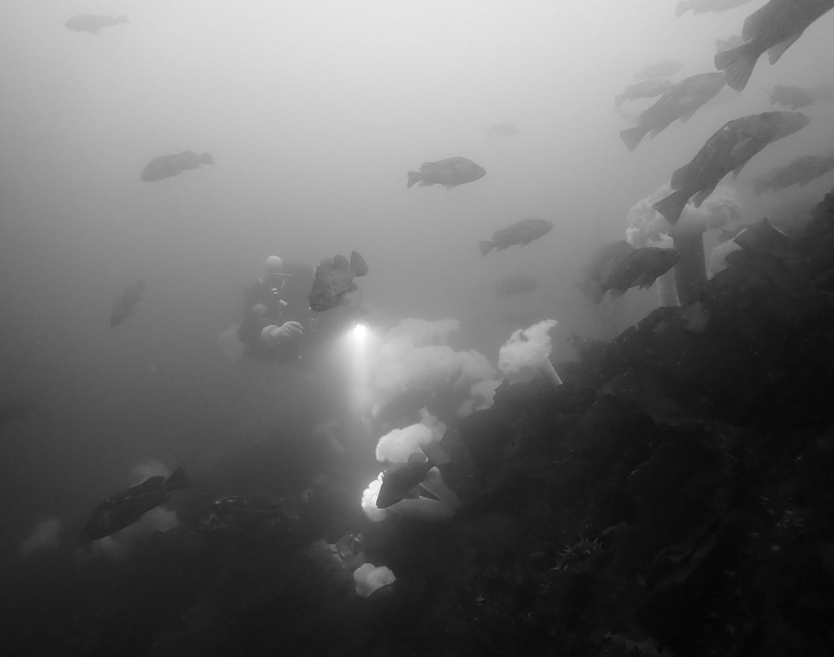 The Rockfish Cloud