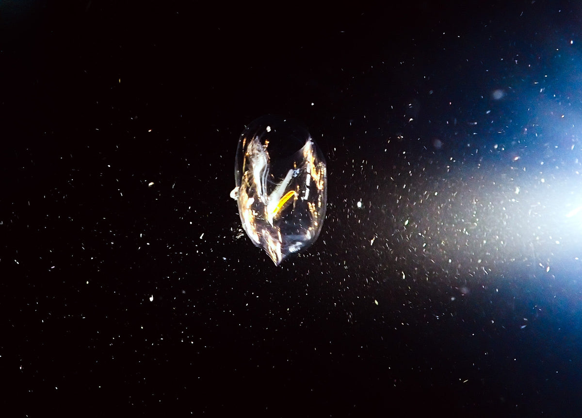 Comb Jelly