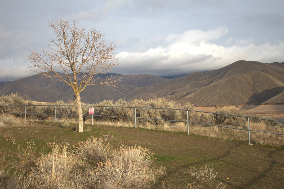 The Cottonwood