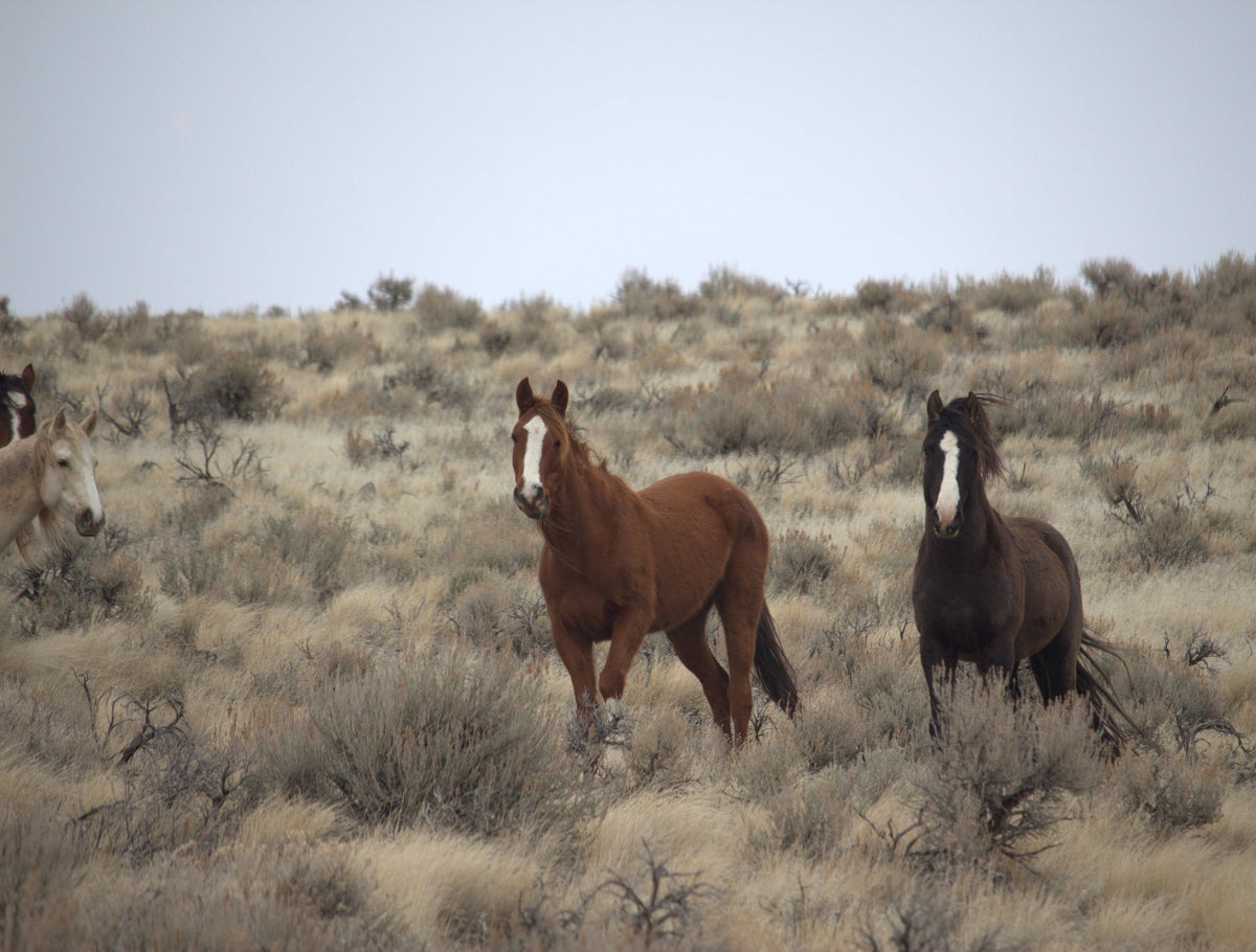 Horses on the Skyline