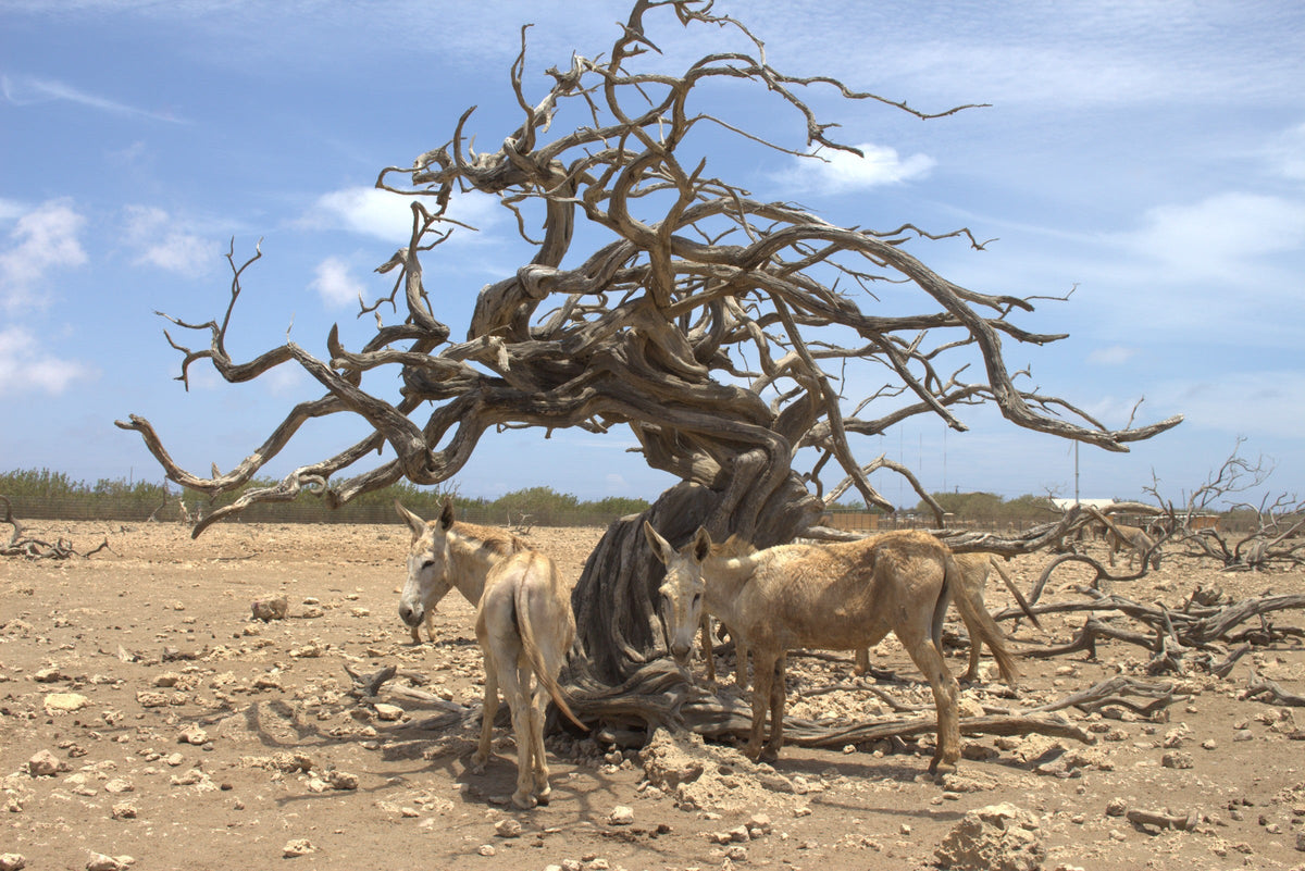 The Shade Tree