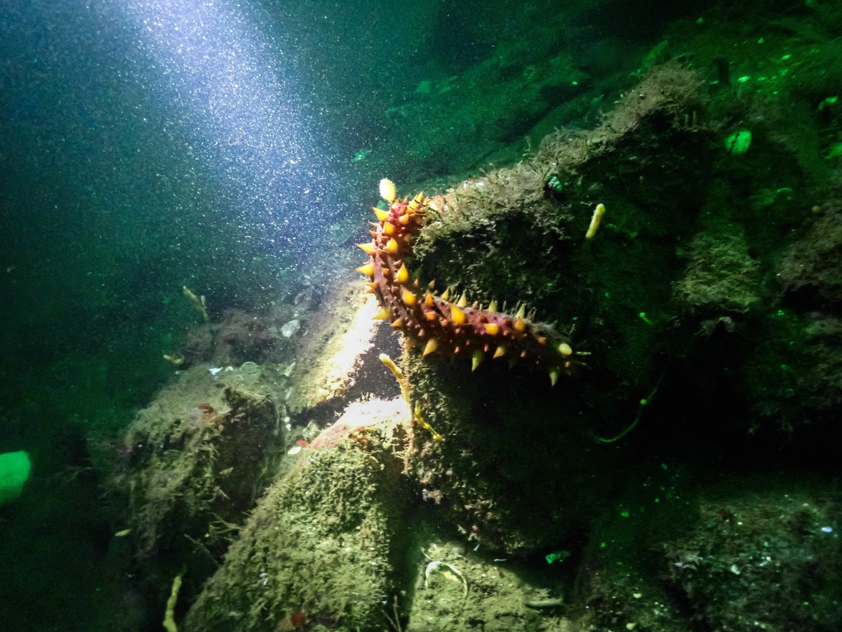 Sea Cucumber
