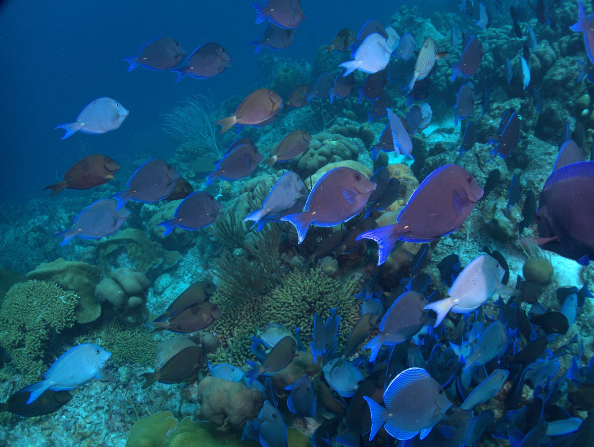 Blue Tang Congregation