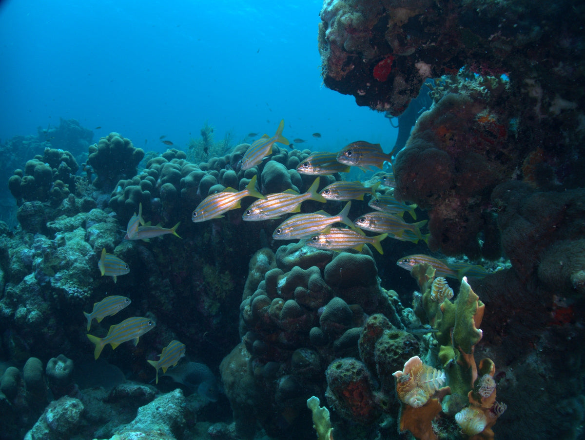 Grunts and Sponges