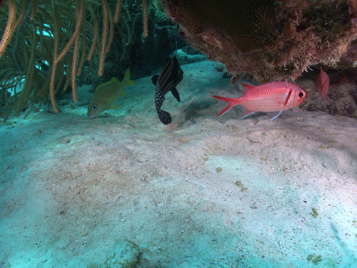 Under the Ledge
